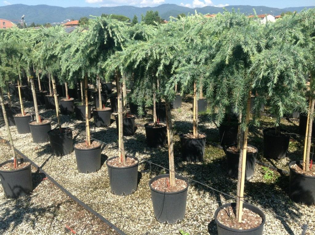 Cedru de Himalaya "Feelin Blue" 1.50 - 1.80 m / Cedrus deodora "Feelin Blue"/ gradina-noastra