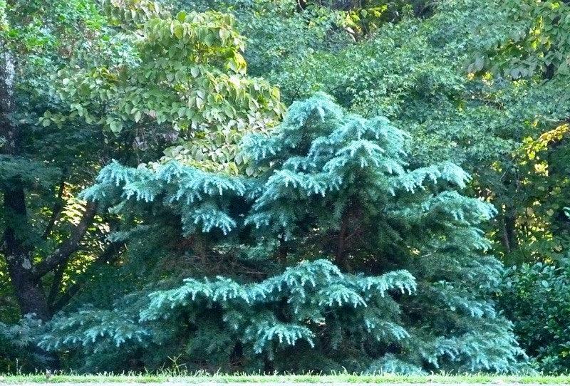 Cedru de Himalaya "Feelin Blue" 1.50 - 1.80 m / Cedrus deodora "Feelin Blue"/ gradina-noastra