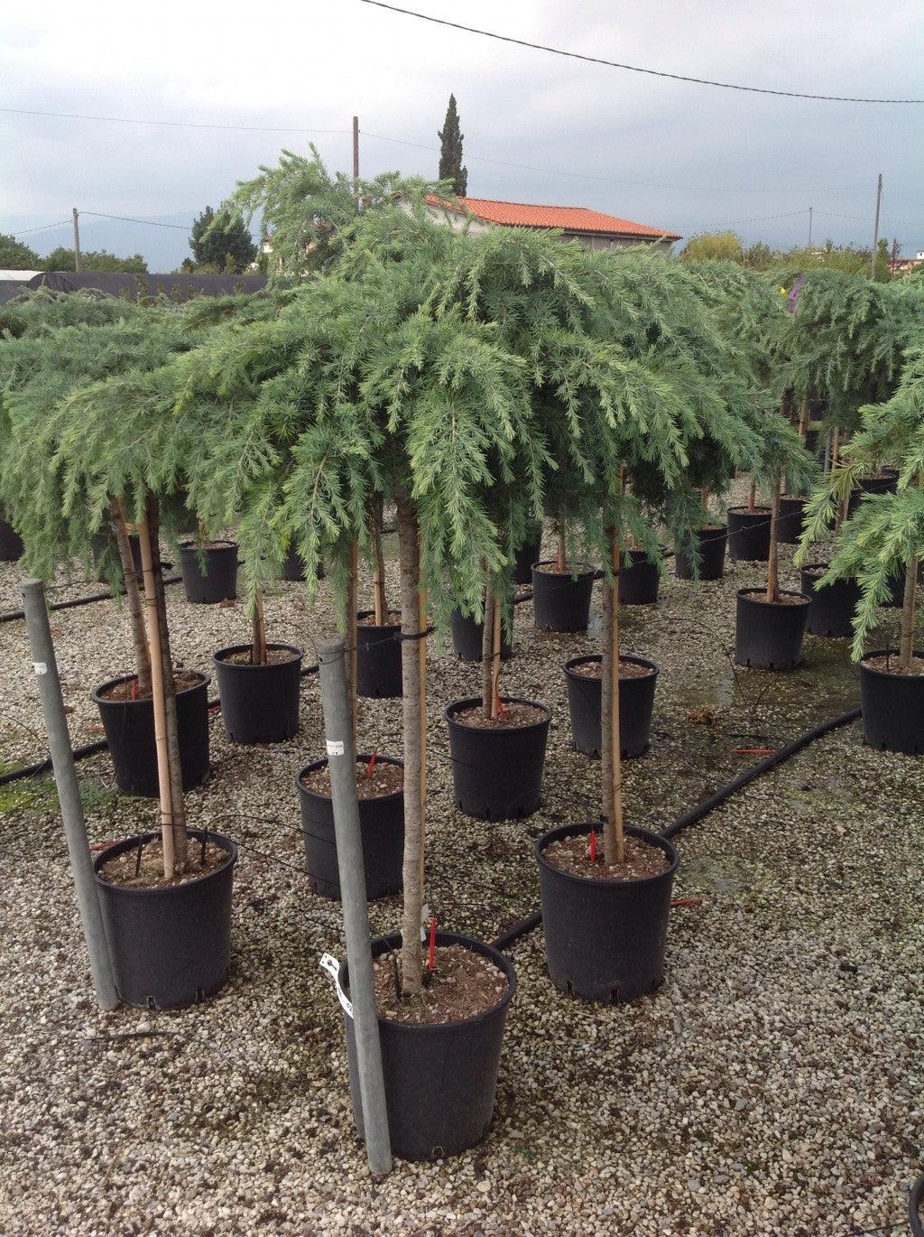 Cedru de Himalaya "Feelin Blue" 0.80 - 1.20 m / Cedrus deodora "Feelin Blue"/ gradina-noastra