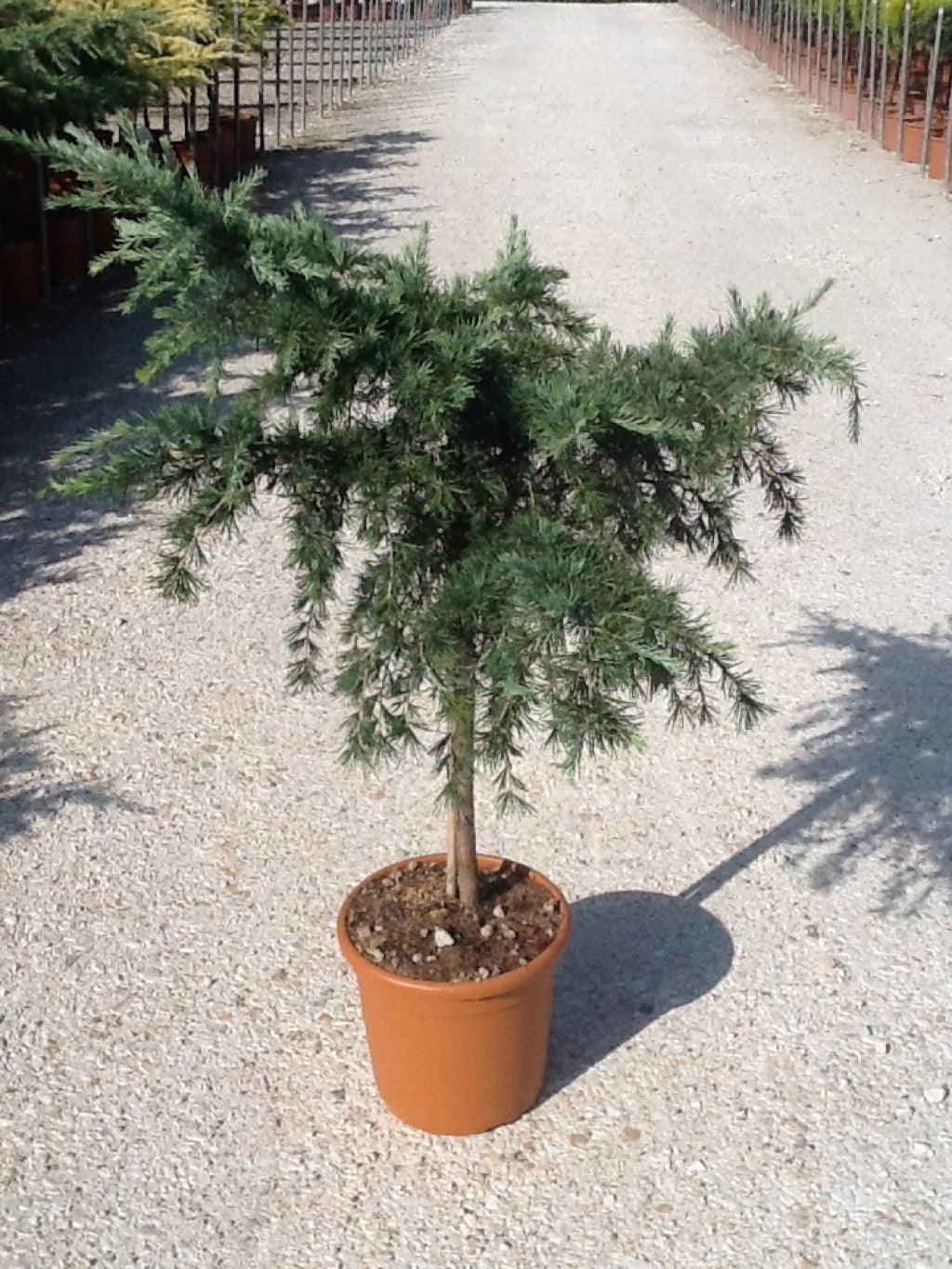 Cedru de Himalaya "Feelin Blue" 0.80 - 1.20 m / Cedrus deodora "Feelin Blue"/ gradina-noastra