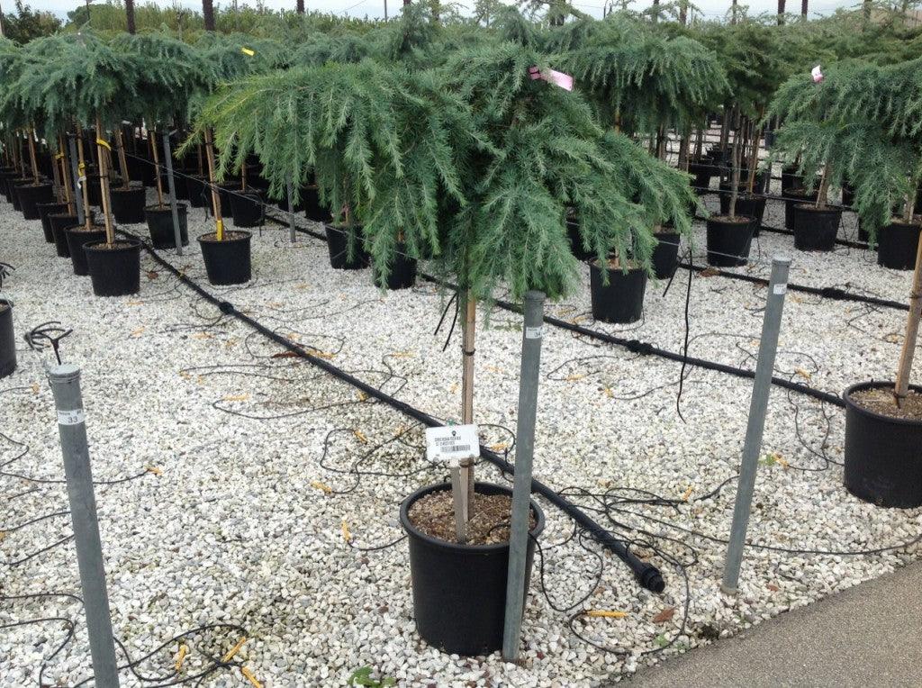 Cedru de Himalaya "Feelin Blue" 0.80 - 1.20 m / Cedrus deodora "Feelin Blue"/ gradina-noastra