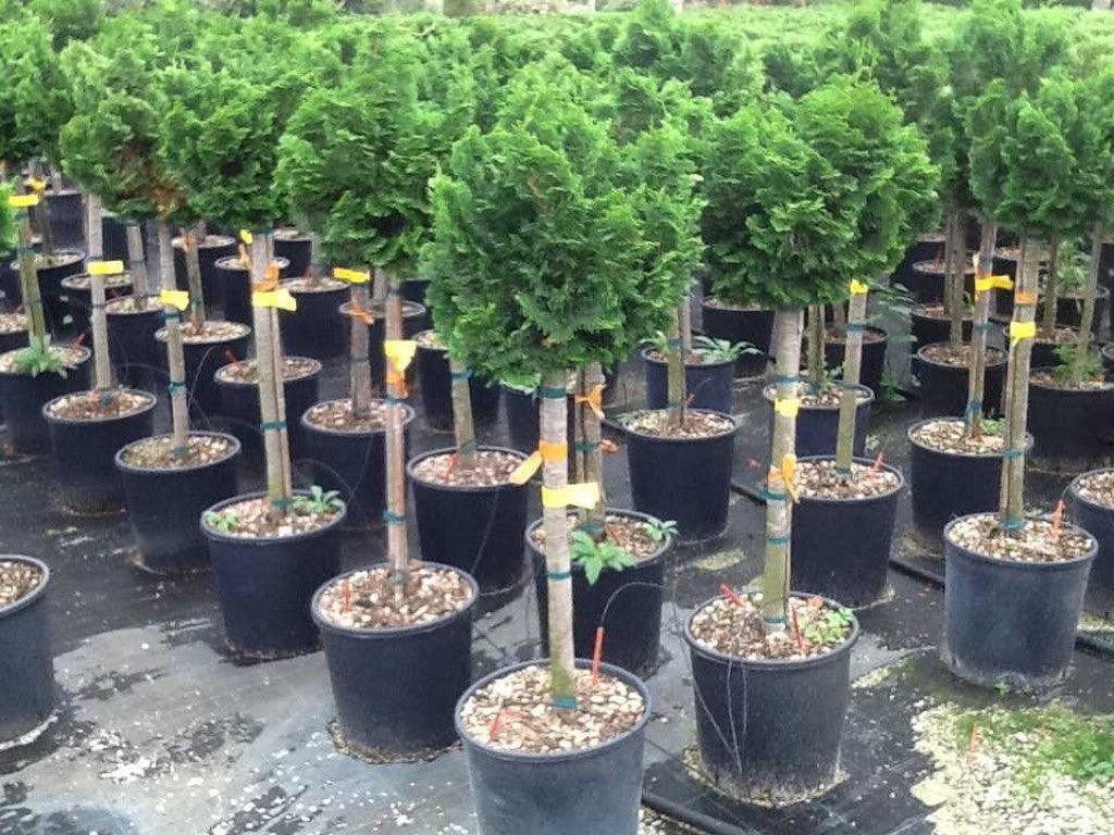 Chiparos "Nana Gracilis" 0.40 - 0.60 m /Chamaecyparis obt. "Nana Gracilis"/ gradina-noastra