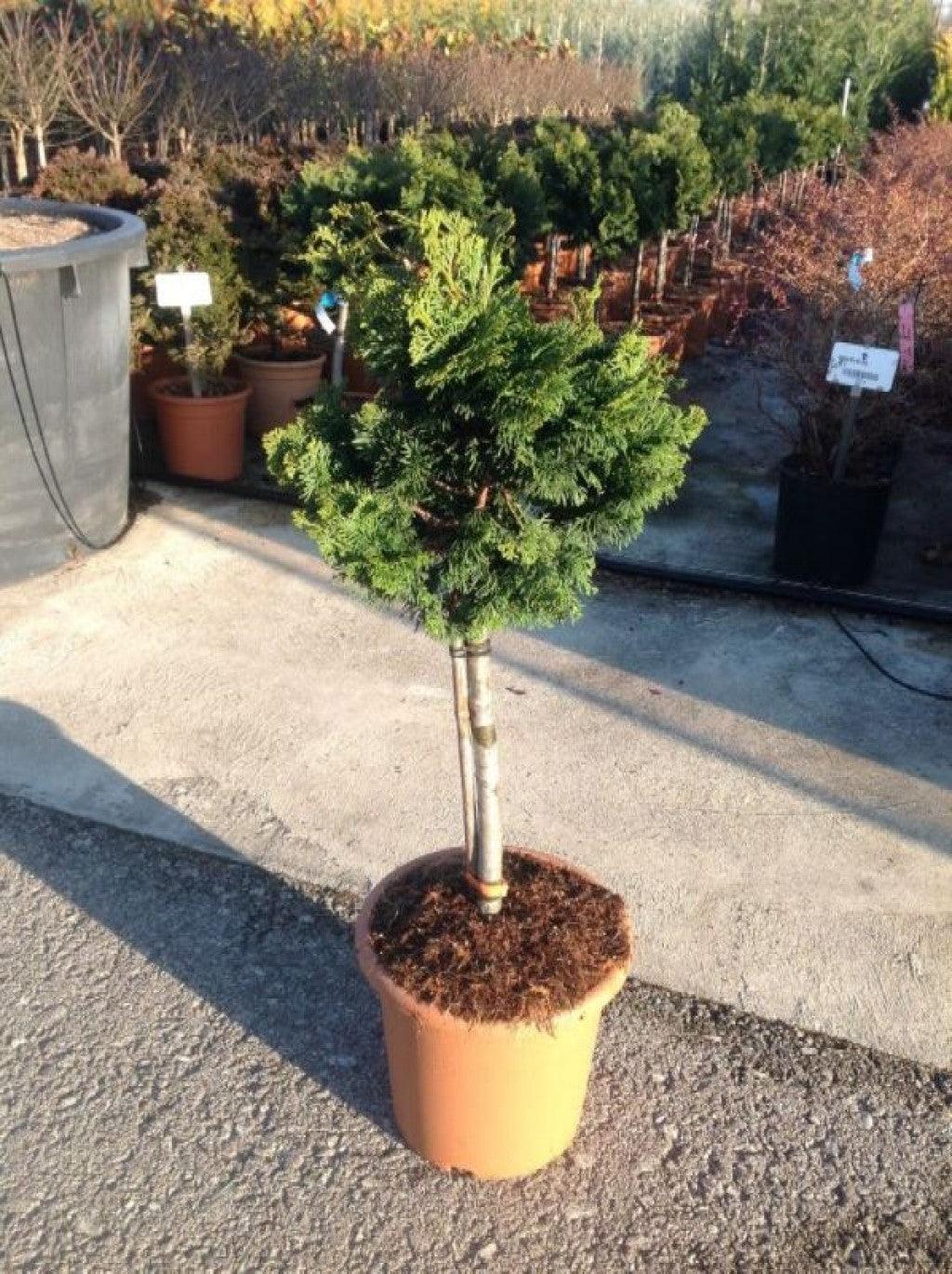 Chiparos "Nana Gracilis" 0.40 - 0.60 m /Chamaecyparis obt. "Nana Gracilis"/ gradina-noastra