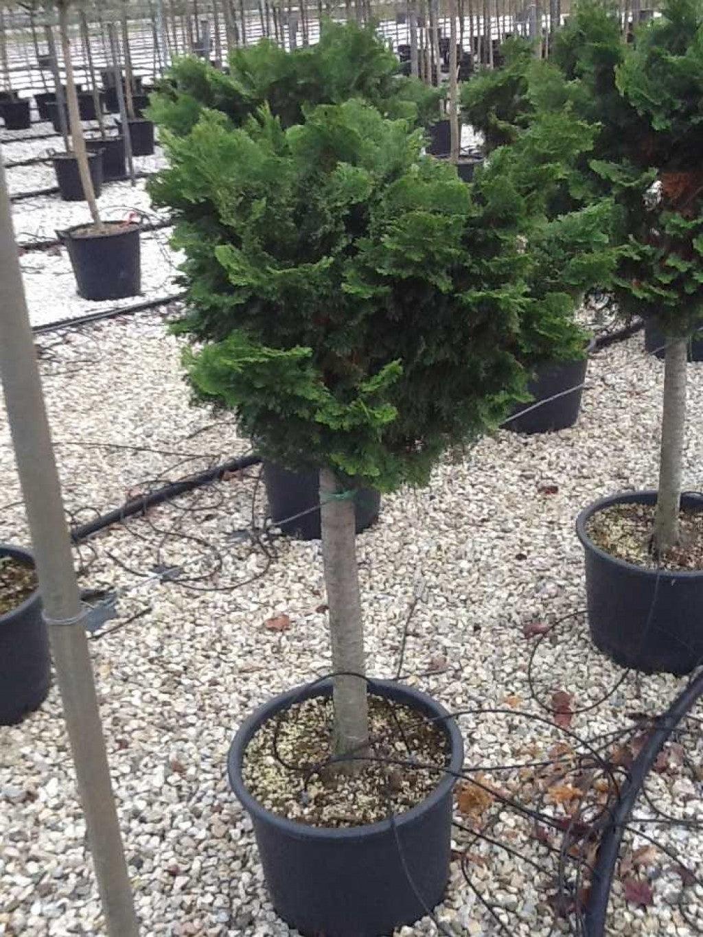 Chiparos "Nana Gracilis" 0.40 - 0.60 m /Chamaecyparis obt. "Nana Gracilis"/ gradina-noastra
