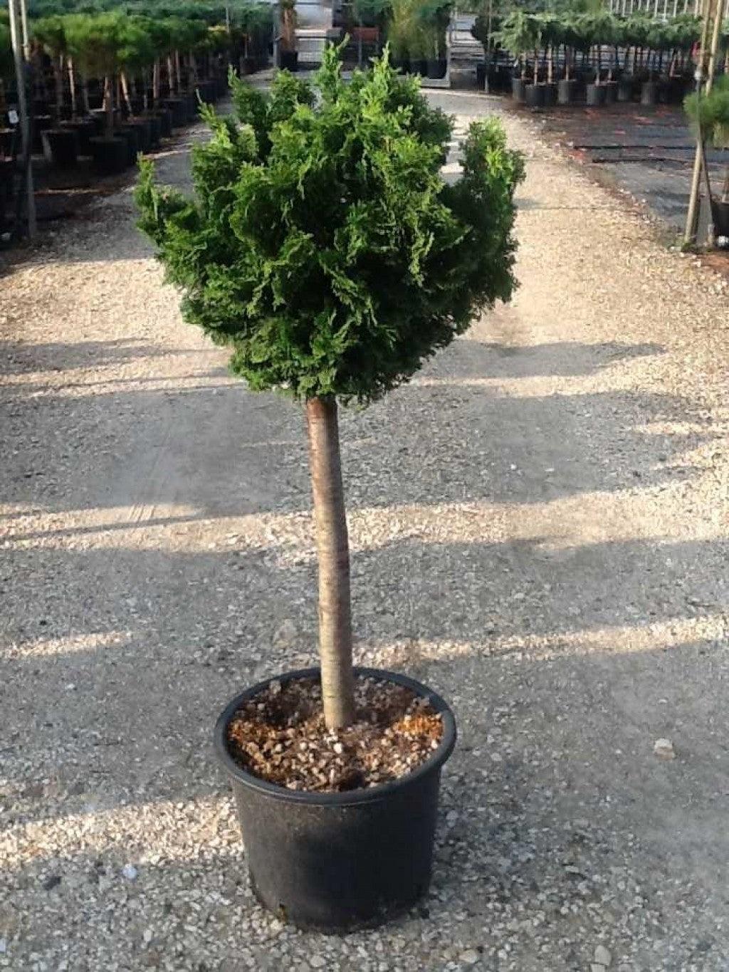 Chiparos "Nana Gracilis" 0.40 - 0.60 m /Chamaecyparis obt. "Nana Gracilis"/ gradina-noastra