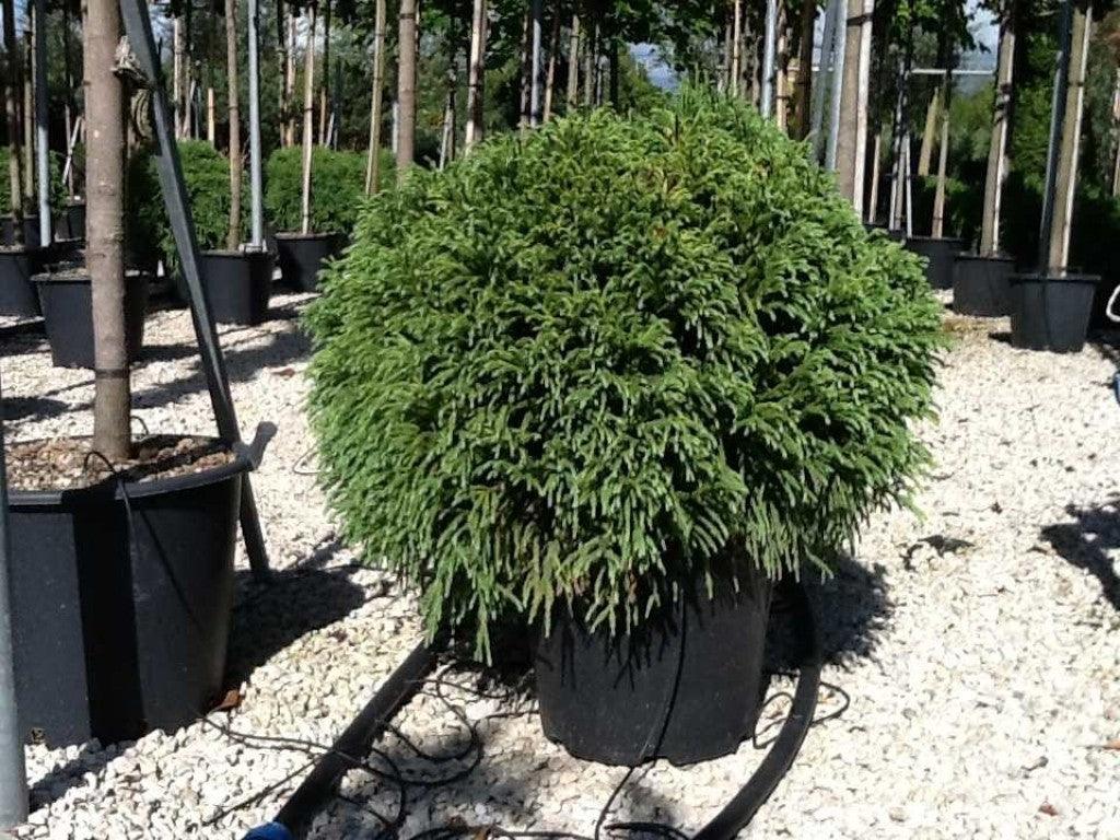 Cryptomeria "Globosa Nana" / Cryptomeria jap. "Globosa Nana" conifer pitic sferic, ideal pentru grădini și spații verzi.