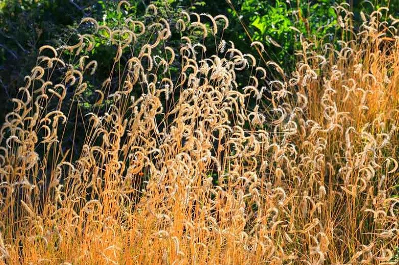 Bouteloua gracilis Gradina Noastra