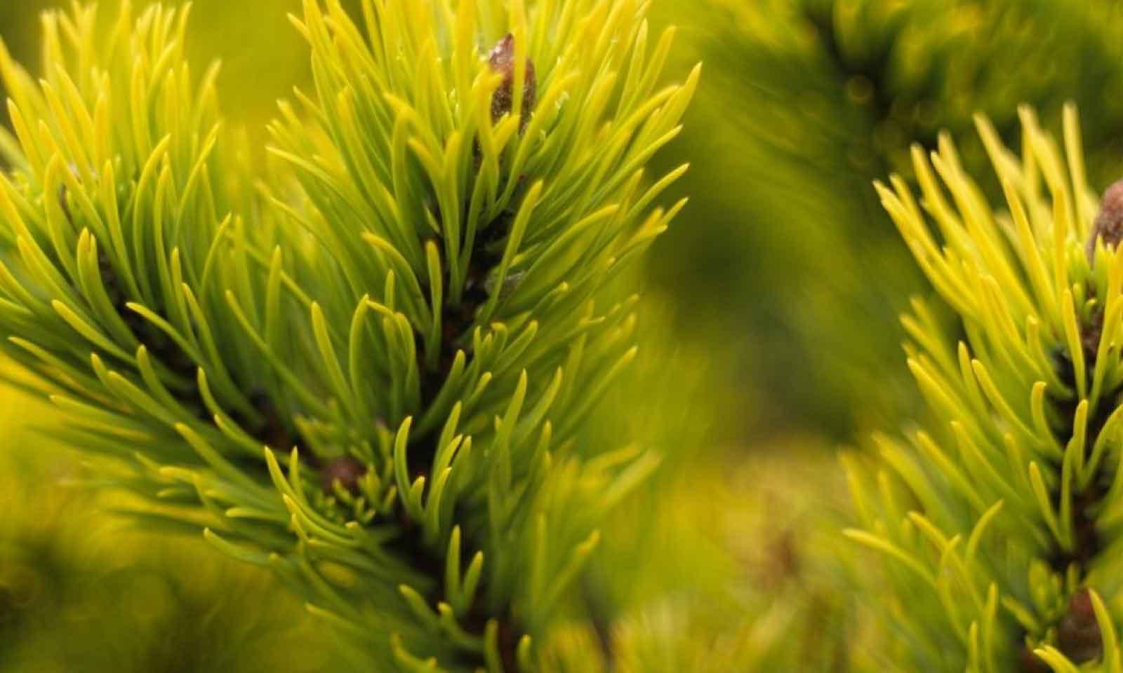 Pin pitic "Winter Gold" 1.00 - 1.20 m / Pinus mugo "Winter Gold" / gradina-noastra