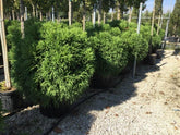 Cryptomeria "Globosa Nana" / Cryptomeria jap. "Globosa Nana" conifere pitice globulare la Pepiniera Verde Natura.