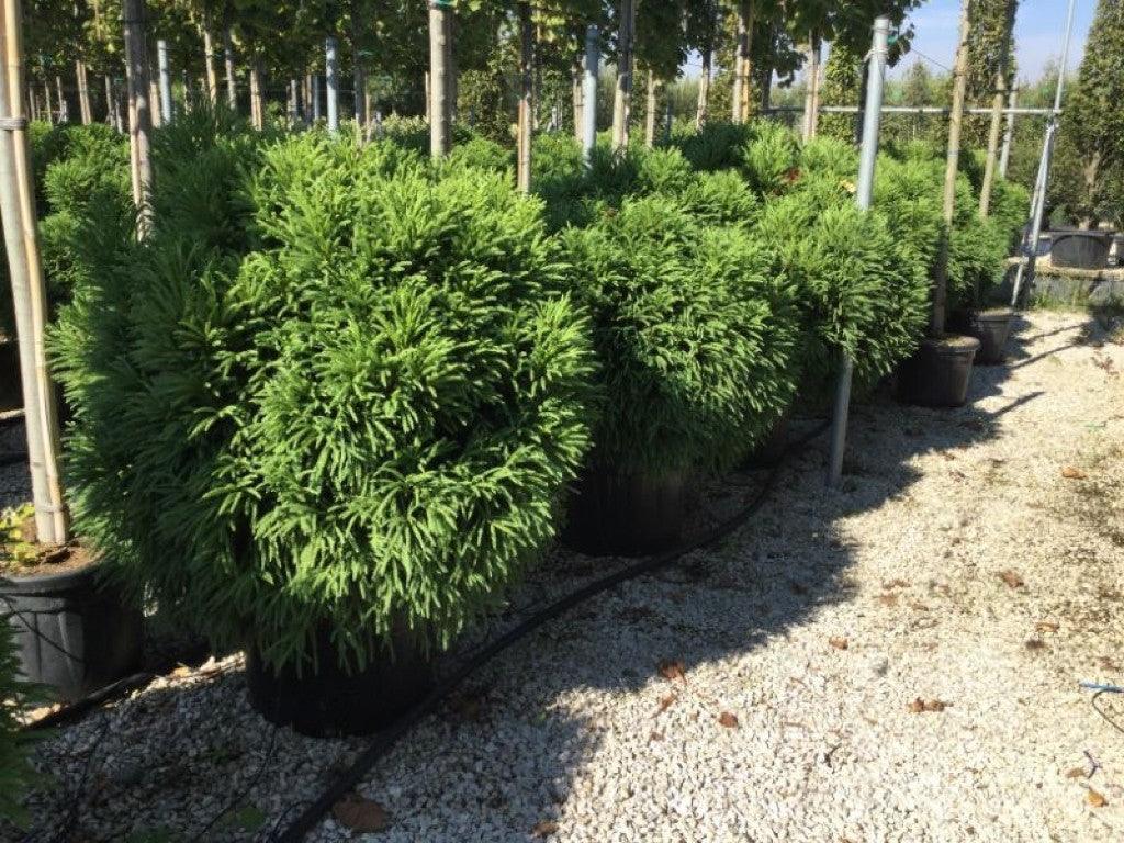 Cryptomeria "Globosa Nana" / Cryptomeria jap. "Globosa Nana" conifere pitice globulare la Pepiniera Verde Natura.