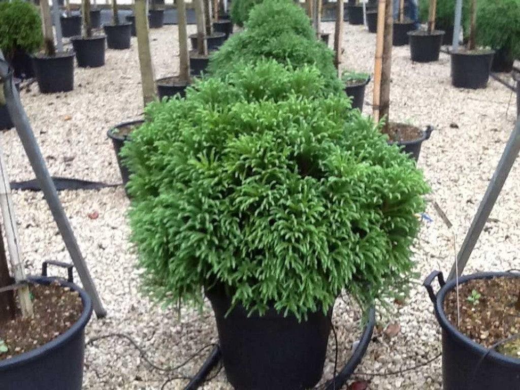 Cryptomeria "Globosa Nana" / Cryptomeria jap. "Globosa Nana" conifer pitic cu formă globulară, vândută de Pepiniera Verde.