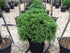 Cryptomeria "Globosa Nana" / Cryptomeria jap. "Globosa Nana" conifer pitic cu formă globulară, vândută de Pepiniera Verde.