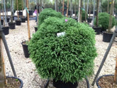 Cryptomeria "Globosa Nana" / Cryptomeria jap. "Globosa Nana" conifer pitic, globular, vândut de Pepiniera Plantelor Verde.