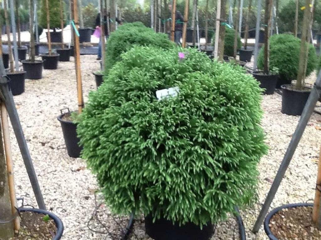 Cryptomeria "Globosa Nana" / Cryptomeria jap. "Globosa Nana" conifer pitic, globular, vândut de Pepiniera Plantelor Verde.