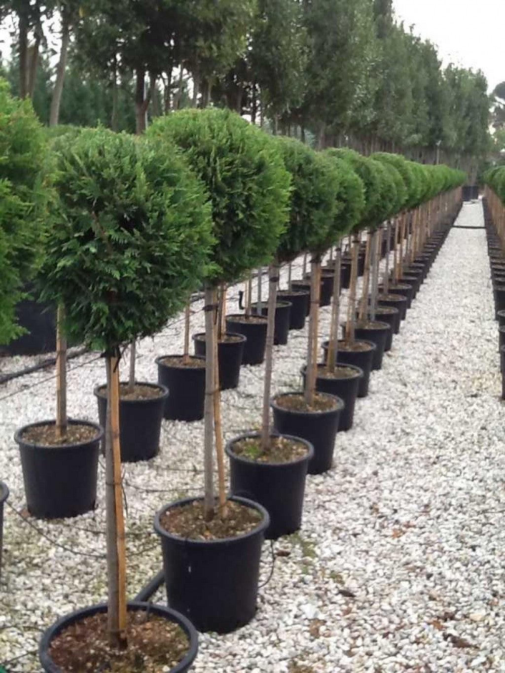 Chiparos leylandii 1.40 - 1.60 m / Cupressocyparis leylandii / gradina-noastra