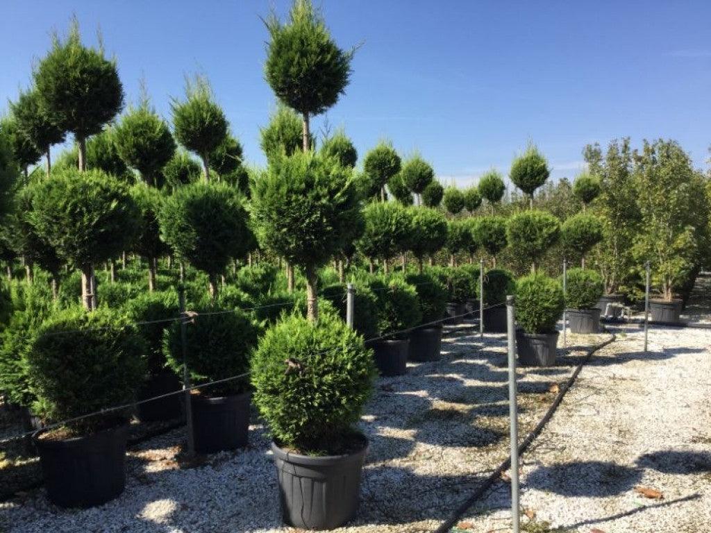 Chiparos leylandii "Castlewellan Gold " 3.00 m / Cupressocyparis leylandii "Castlewellan Gold "/ gradina-noastra