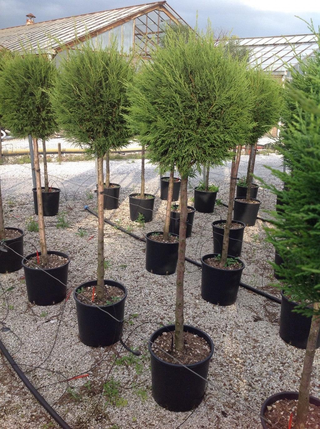 Chiparos leylandii "Castlewellan Gold " 1.40 - 1.60 m / Cupressocyparis leylandii "Castlewellan Gold "/ gradina-noastra