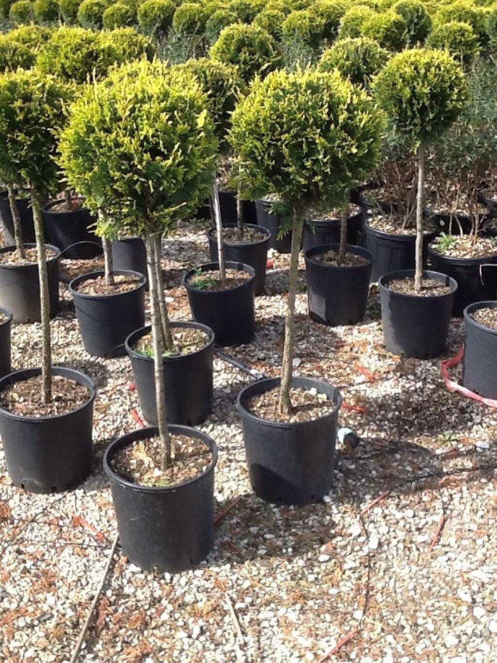 Chiparos leylandii "Castlewellan Gold " 1.40 - 1.60 m / Cupressocyparis leylandii "Castlewellan Gold "/ gradina-noastra