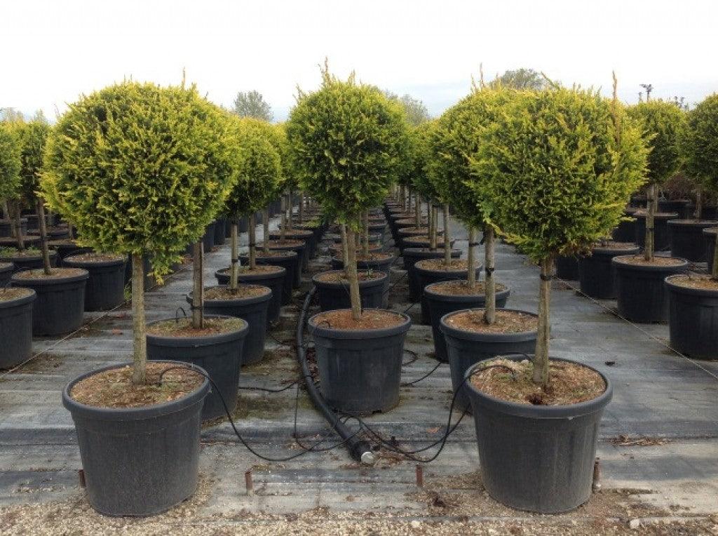 Chiparos leylandii "Castlewellan Gold " 1.40 - 1.60 m / Cupressocyparis leylandii "Castlewellan Gold "/ gradina-noastra