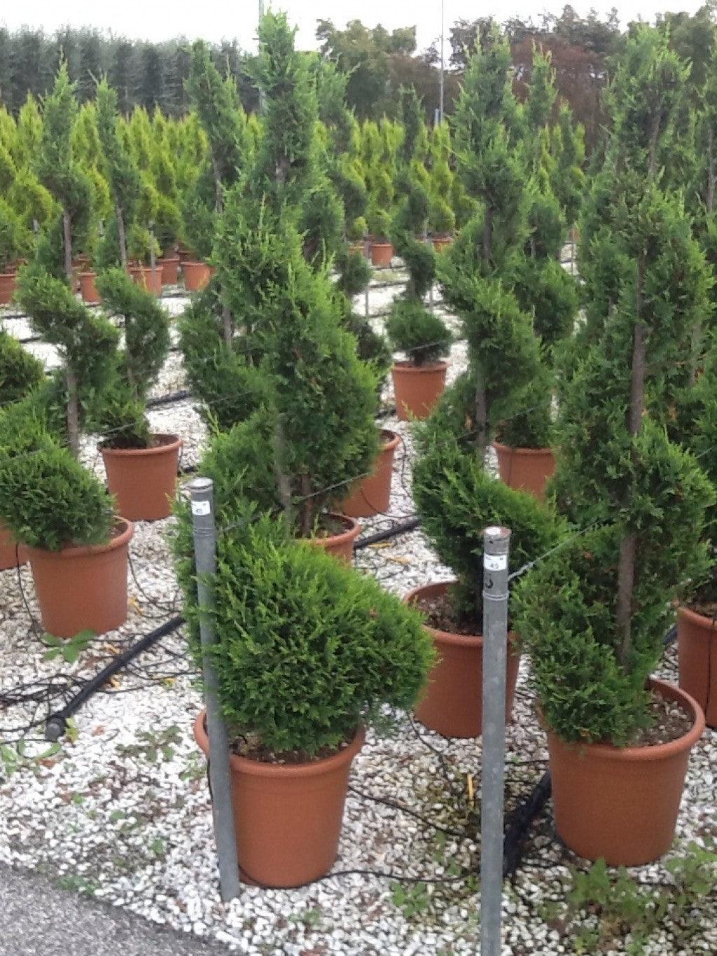 Chiparos leylandii "Castlewellan Gold " Spirala 1.40 - 1.50 m / Cupressocyparis leylandii "Castlewellan Gold "/ gradina-noastra