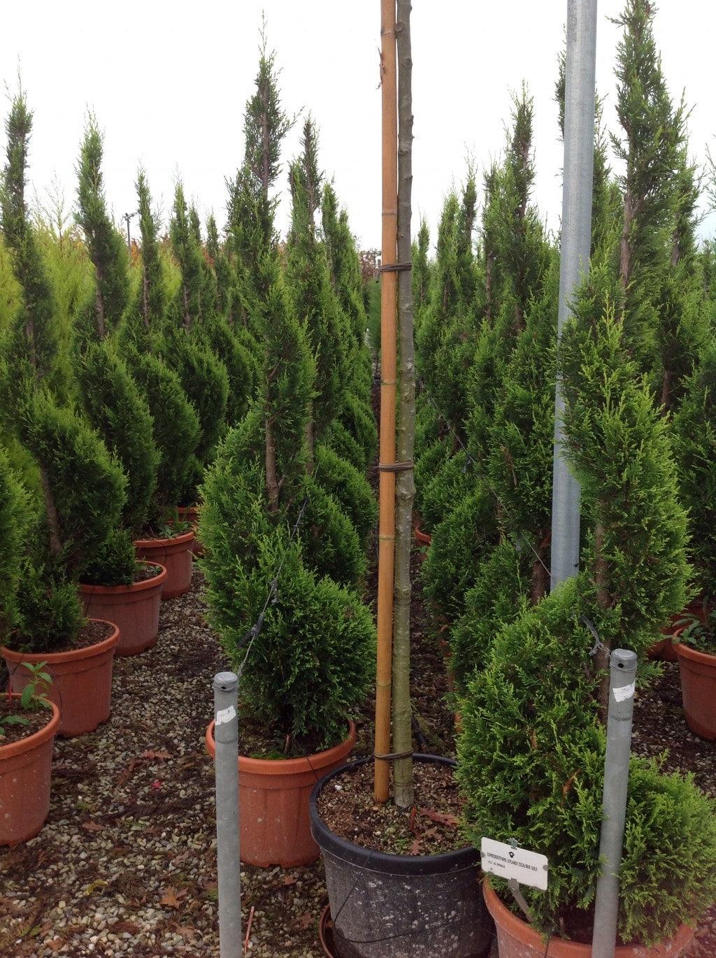 Chiparos leylandii "Castlewellan Gold " Spirala 1.40 - 1.50 m / Cupressocyparis leylandii "Castlewellan Gold "/ gradina-noastra