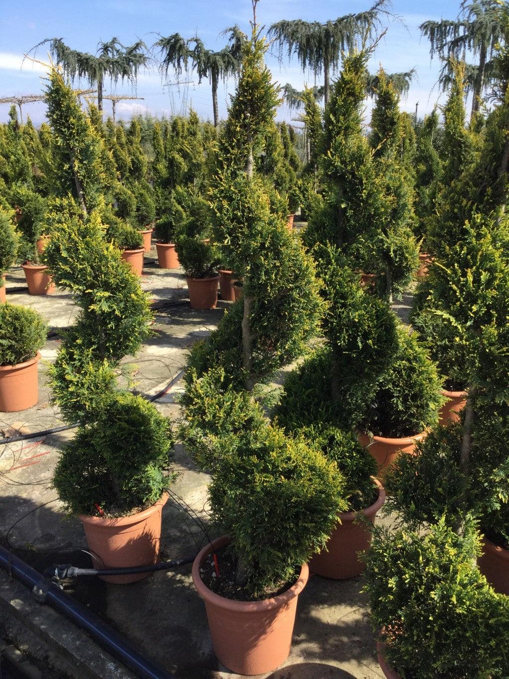 Chiparos leylandii "Castlewellan Gold " Spirala 1.40 - 1.50 m / Cupressocyparis leylandii "Castlewellan Gold "/ gradina-noastra