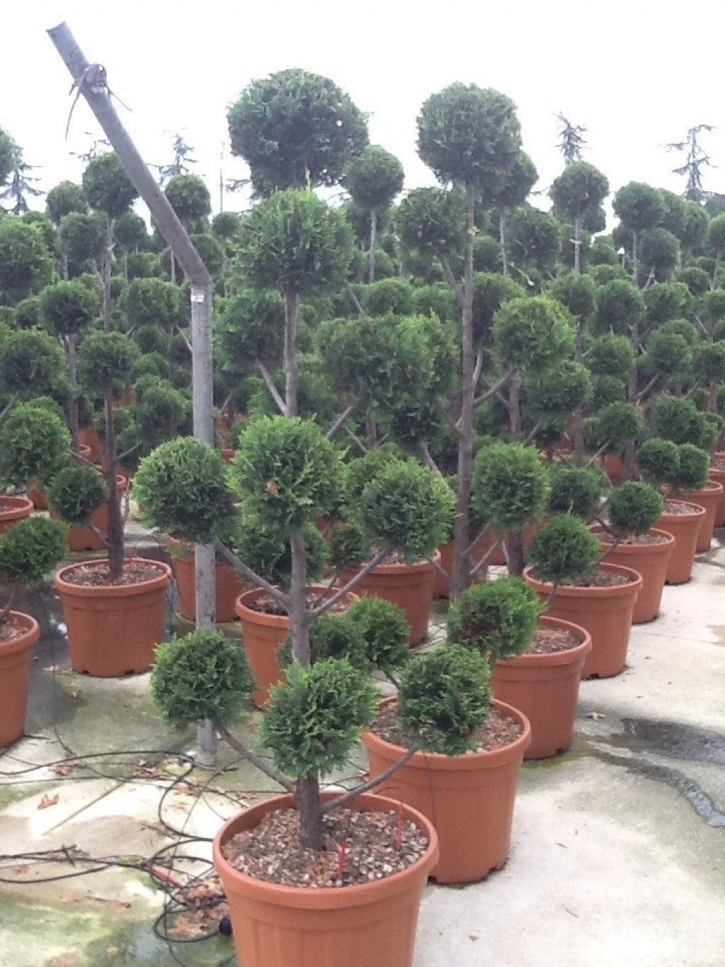 Chiparos leylandii "Castlewellan Gold " Pom Poms 1.50 - 1.70 m / Cupressocyparis leylandii "Castlewellan Gold "/ gradina-noastra