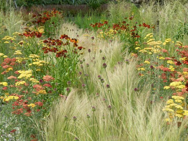 Stipa tenuissima &quot;Pony Tails&quot; Gradina Noastra