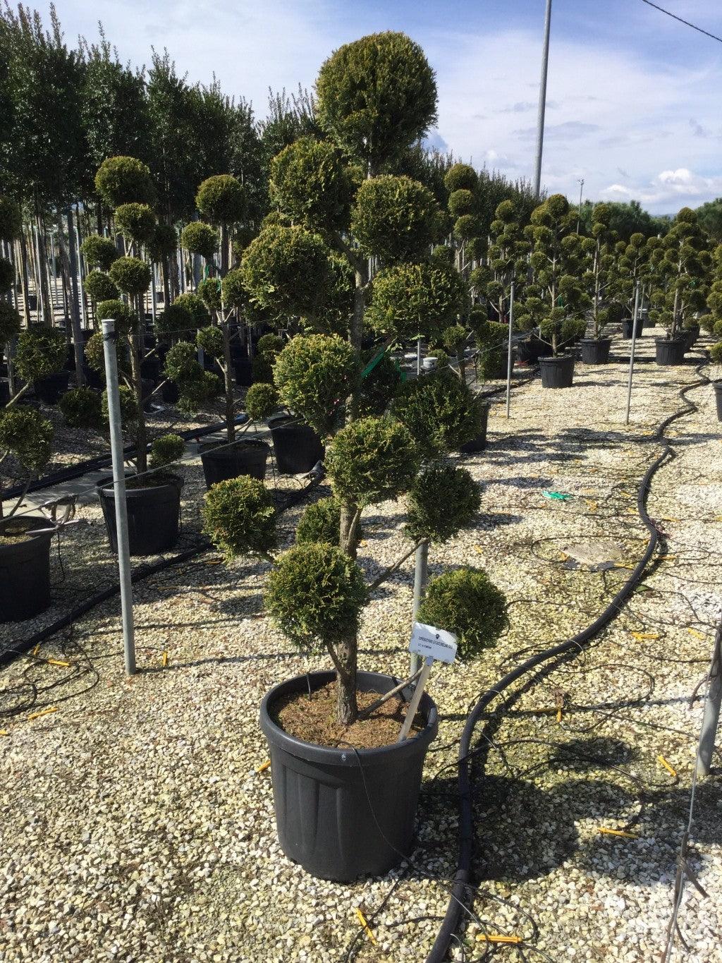 Chiparos leylandii "Castlewellan Gold " Pom Poms 1.50 - 1.70 m / Cupressocyparis leylandii "Castlewellan Gold "/ gradina-noastra