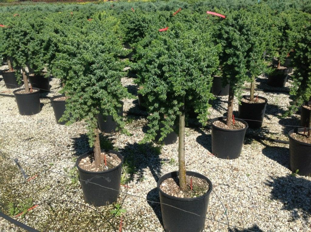 Ienupar "Blue Pacific" 1.00 - 1.20 m / Juniperus conferta "Blue Pacific"/ gradina-noastra