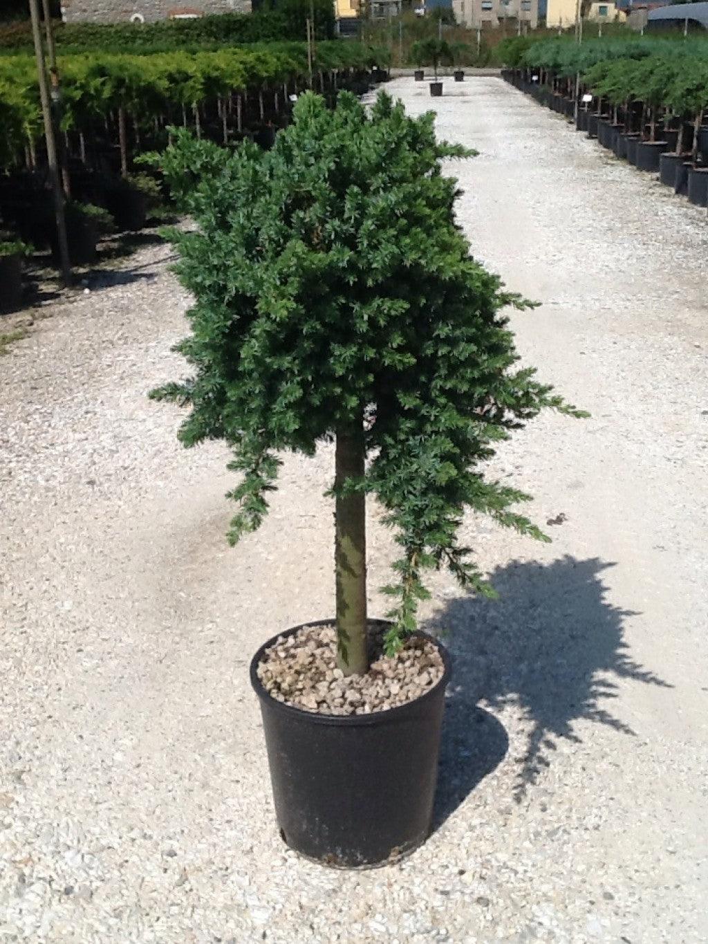 Ienupar "Blue Pacific" 1.00 - 1.20 m / Juniperus conferta "Blue Pacific"/ gradina-noastra