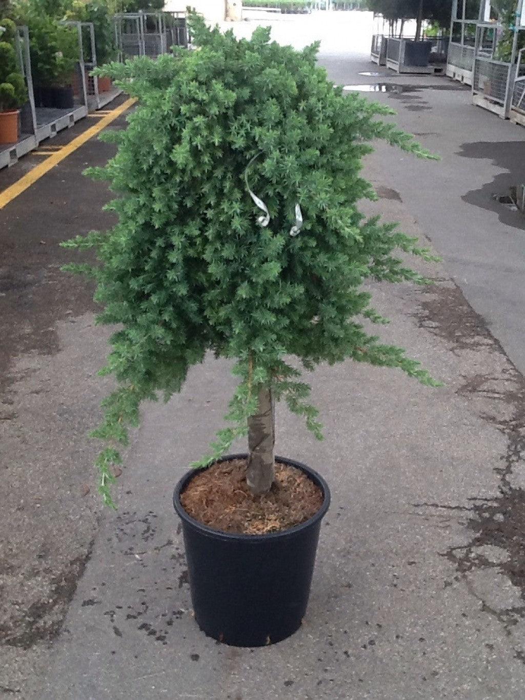 Ienupar "Blue Pacific" 1.00 - 1.20 m / Juniperus conferta "Blue Pacific"/ gradina-noastra