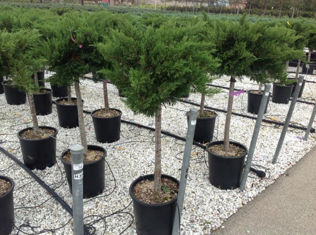 Ienupar "Tamariscifolia" 1.20 - 1.40 m / Juniperus sabina "Tamariscifolia"/ gradina-noastra