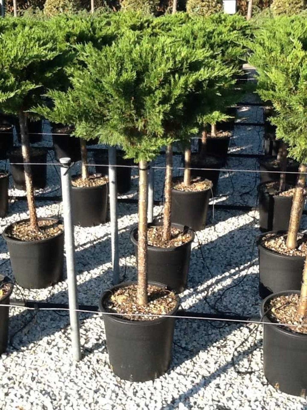 Ienupar "Tamariscifolia" 1.20 - 1.40 m / Juniperus sabina "Tamariscifolia"/ gradina-noastra