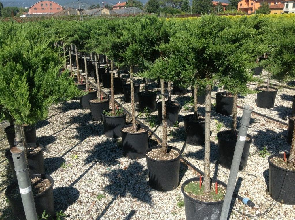 Ienupar "Tamariscifolia" 1.20 - 1.40 m / Juniperus sabina "Tamariscifolia"/ gradina-noastra