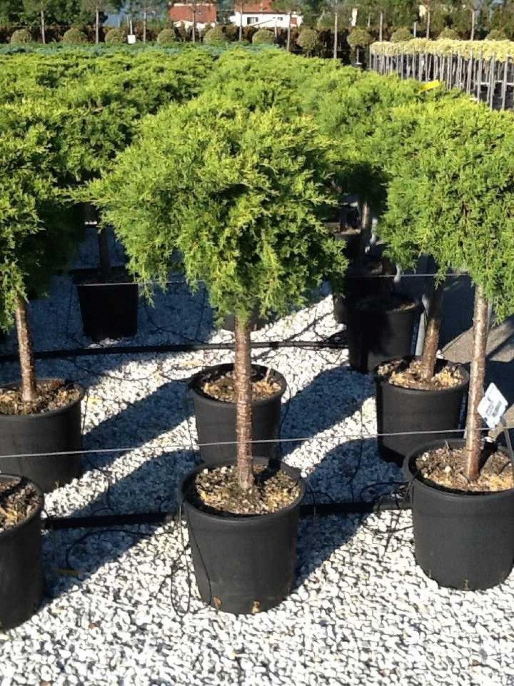 Ienupar "Old Gold" 1.20 - 1.40 m / Juniperus x media "Old Gold"/ gradina-noastra