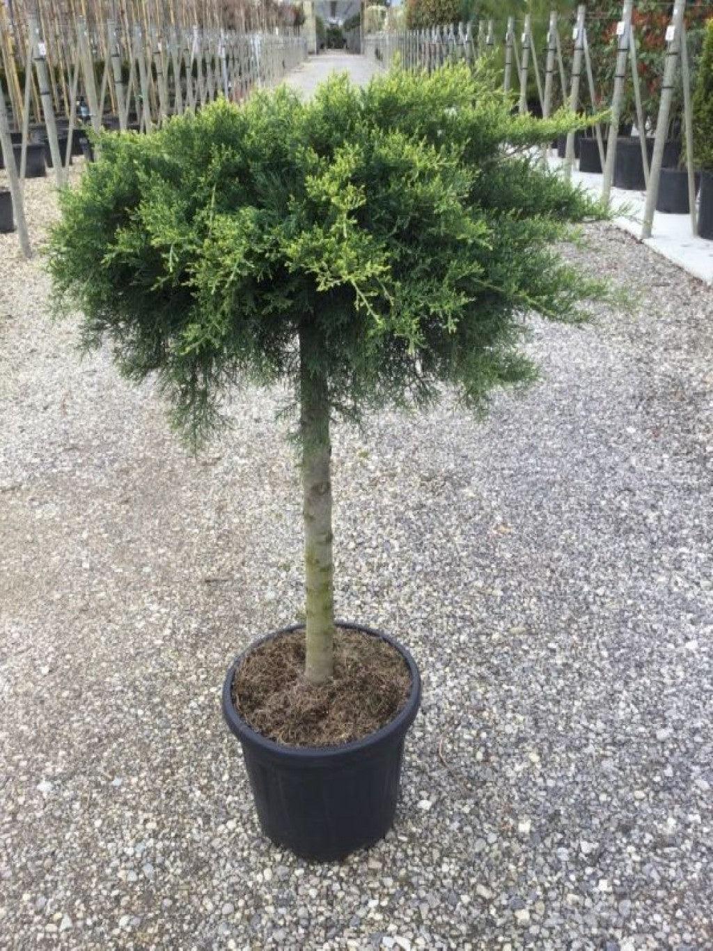 Ienupar "Old Gold" 1.20 - 1.40 m / Juniperus x media "Old Gold"/ gradina-noastra
