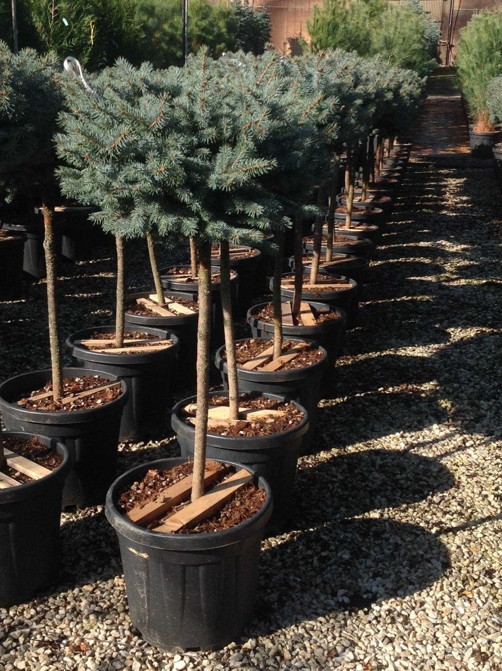 Molid argintiu globular 0.80 - 1.20 m / Picea pungens "Glauca Globosa" gradina-noastra