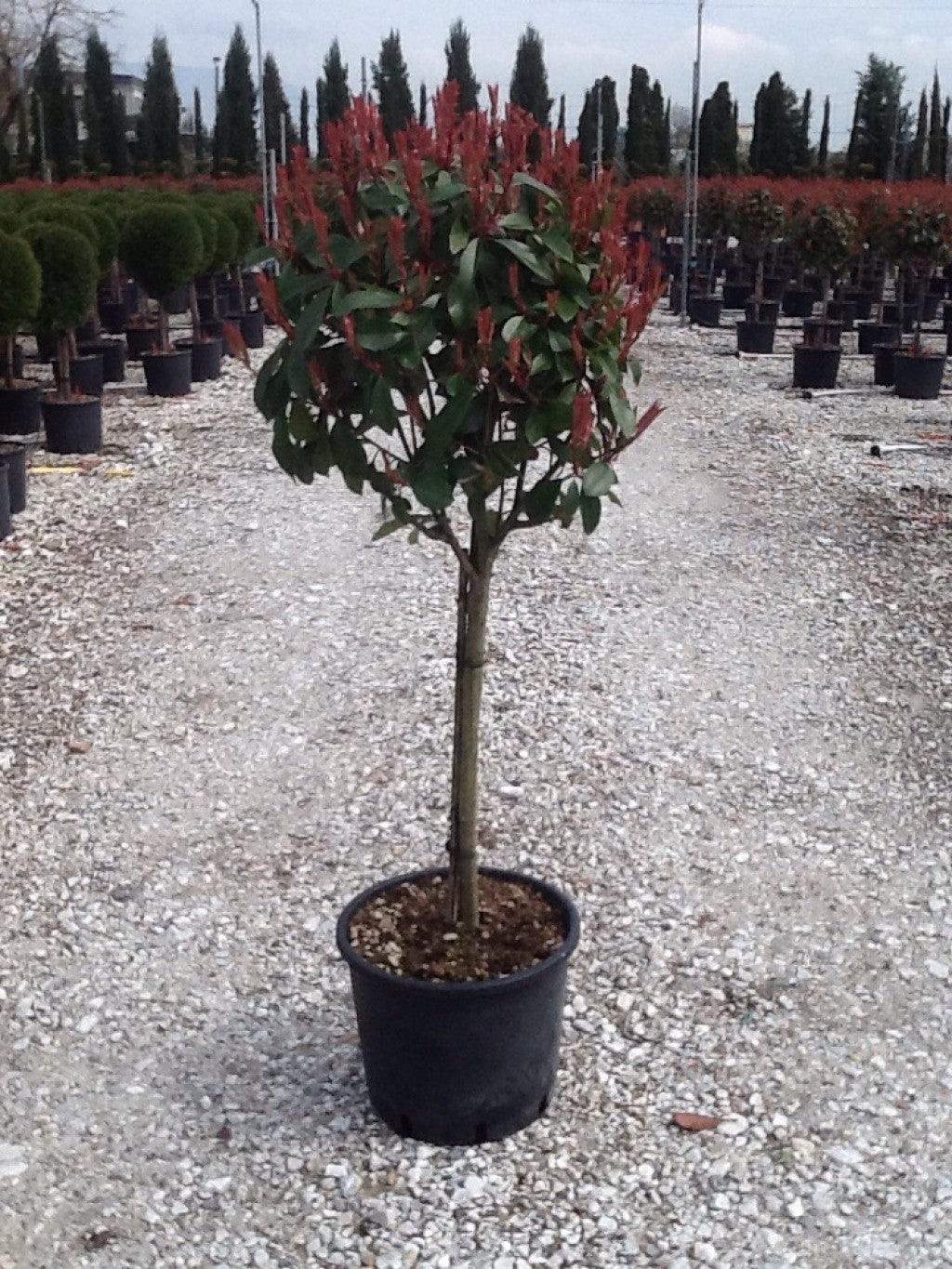 Photinia "Red Robin" 1.50 - 1.70 m / Photinia serrulata "Red Robin" / gradina-noastra