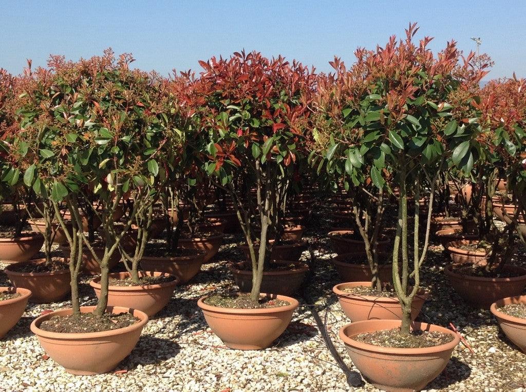 Photinia "Red Robin" Multitulpinal 1.70 - 2.00 m / Photinia serrulata "Red Robin" / gradina-noastra