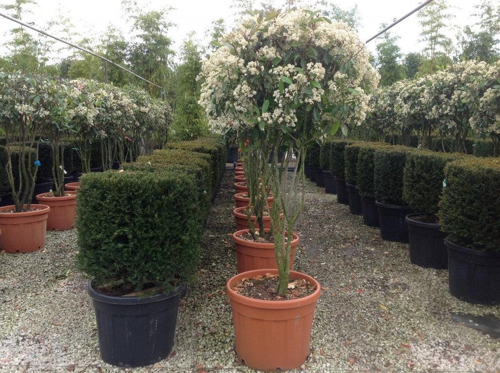 Photinia "Red Robin" Multitulpinal 1.70 - 2.00 m / Photinia serrulata "Red Robin" / gradina-noastra