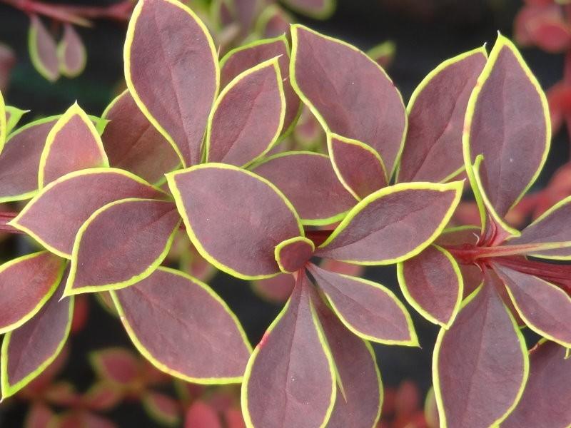 Berberis "Golden Ring" 0.20 - 0.30 m / Berberis thunbergii "Golden Ring"/ gradina-noastra