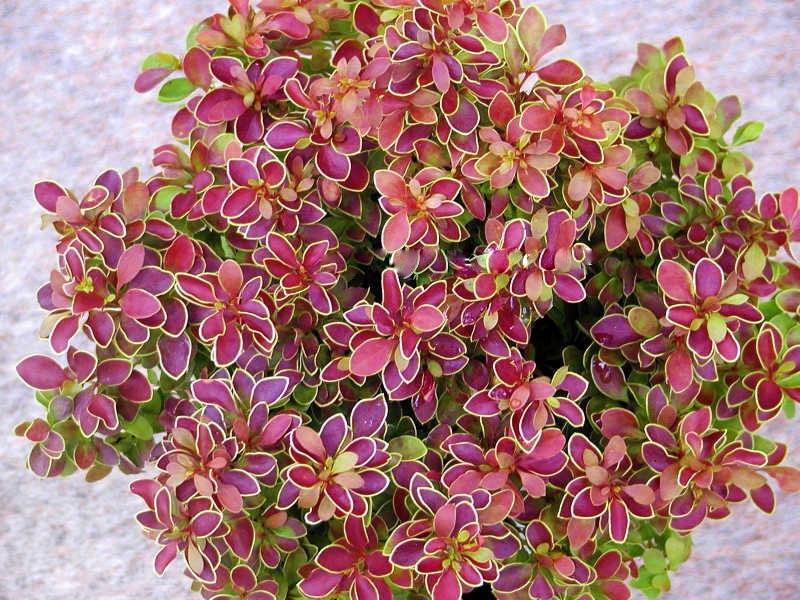 Berberis "Golden Ring" 0.20 - 0.30 m / Berberis thunbergii "Golden Ring"/ gradina-noastra