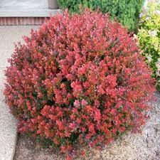 Berberis "Atropurpurea Nana" 0.20 - 0.25 m /Berberis thunbergii "Atropurpurea Nana"/ gradina-noastra