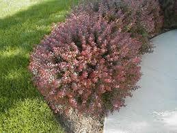 Berberis "Atropurpurea Nana" 0.20 - 0.25 m /Berberis thunbergii "Atropurpurea Nana"/ gradina-noastra