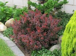 Berberis "Atropurpurea Nana" 0.20 - 0.25 m /Berberis thunbergii "Atropurpurea Nana"/ gradina-noastra