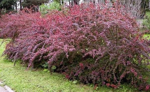 Berberis "Atropurpurea " 0.40 - 0.60 m /Berberis thunbergii "Atropurpurea "/ gradina-noastra