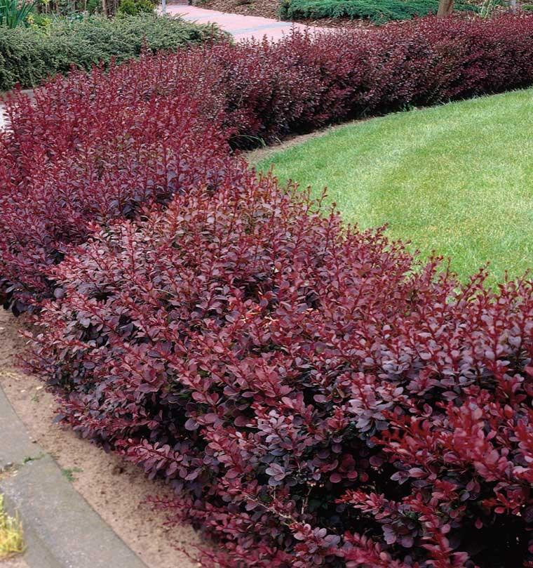 Berberis "Atropurpurea " 0.40 - 0.60 m /Berberis thunbergii "Atropurpurea "/ gradina-noastra