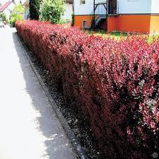 Berberis "Atropurpurea " 0.40 - 0.60 m /Berberis thunbergii "Atropurpurea "/ gradina-noastra