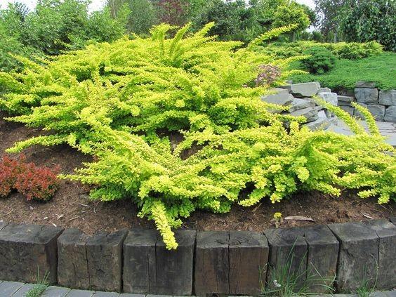 Berberis "Aurea" galben 0.20 m / Berberis thunbergii "Aurea"/ gradina-noastra